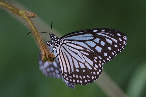 Parantica aglea - 6333 -  Krabi - 25/11/23