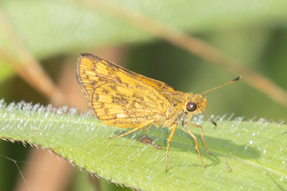Potanthus omaha-9881