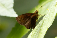 Iambrix stellifer-2702 - Chiang Dao - 20/03/25