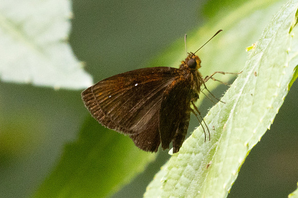 Iambrix stellifer-2702 - Chiang Dao - 20/03/25