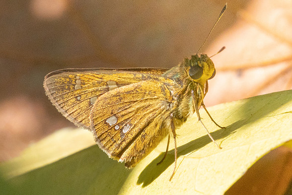 Polytremis discreta - 5220  - Doi Inthanon - 24/03/24