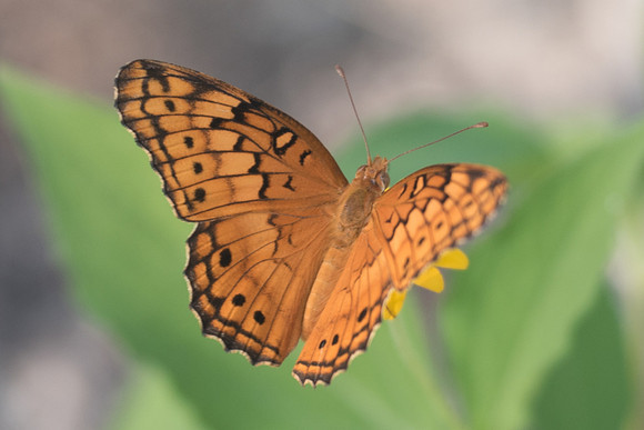 Euptoieta claudia-6043