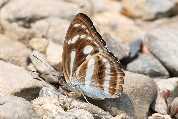 Athyma pravara-0698 - Chiang Dao - 16/03/24