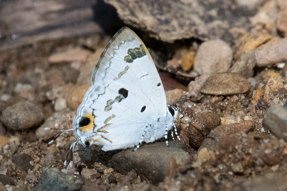 Hypolycaena othona othona-1932 - Chiang Dao - 15/11/23