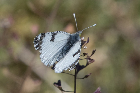 Euchloe ausonia-7898