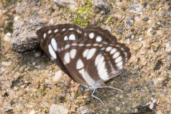 Neptis magadha magadha-0469 - Doi-Suthep - 7/03/23