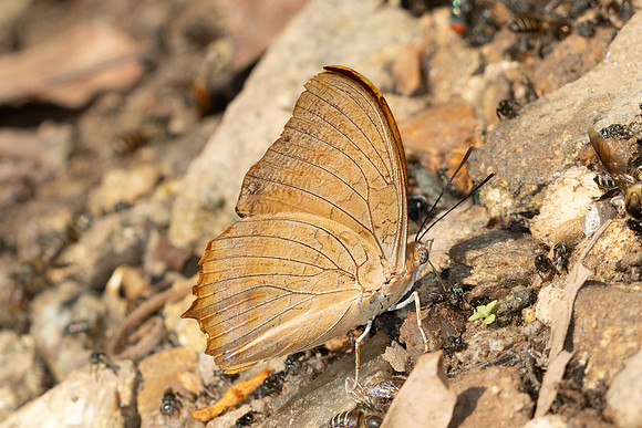 Charaxes aristogiton id--6389 - Doi Suthep - 28/03/25