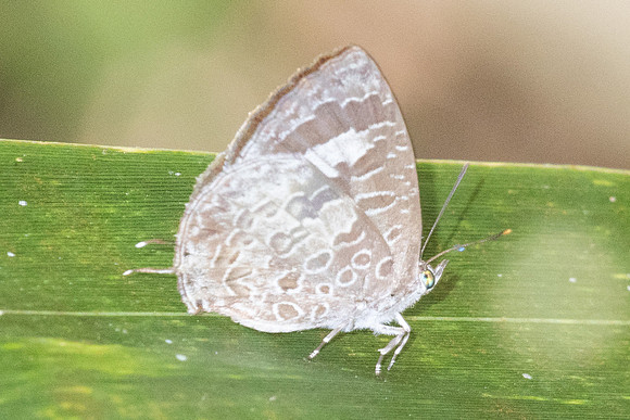 Arhopala paraganesa-4948