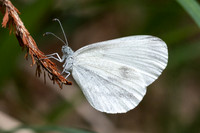 Leptidea sinapis-9950