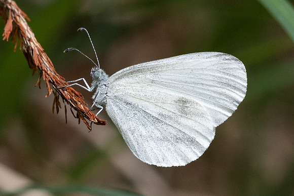 Leptidea sinapis-9950