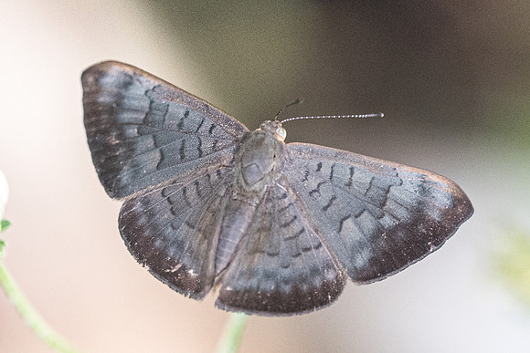 Emesis liodes-4159