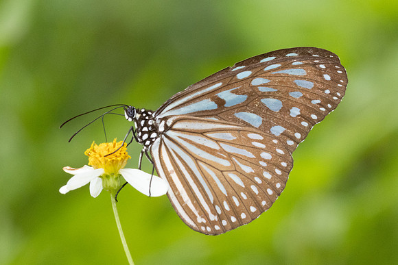 Ideopsis vulgaris-8305  - Sungai Chiling - 9/03/25