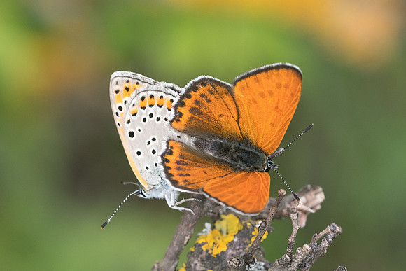 Lycaena thersamon-0406