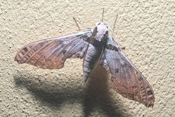 Adhemarius fulvescens-2924