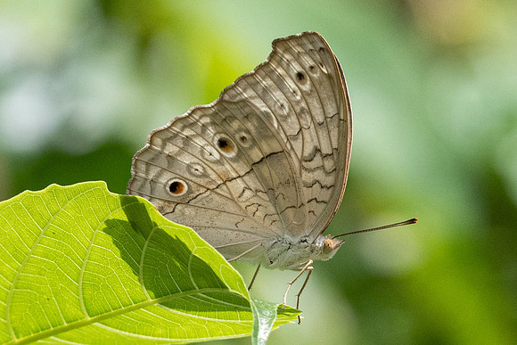 Junonia atlites atlites-5807  Phanom Bencha Mountain Resort - 24/11/23