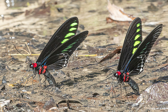Trogonoptera brookiana-0679