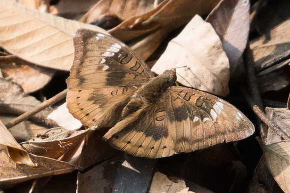 Euthalia aconthea garuda-7437 - Doi-Suthep - 10/03/23