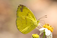 Eurema simulatrix -3712 - Doi Inthanon - 23/03/25