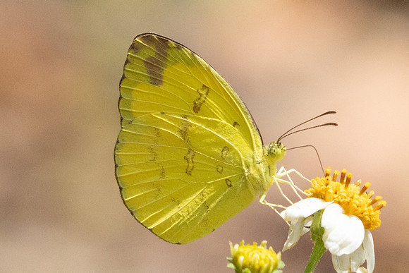 Eurema simulatrix -3712 - Doi Inthanon - 23/03/25