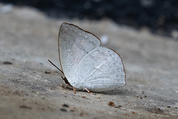 Curetis santana-8756