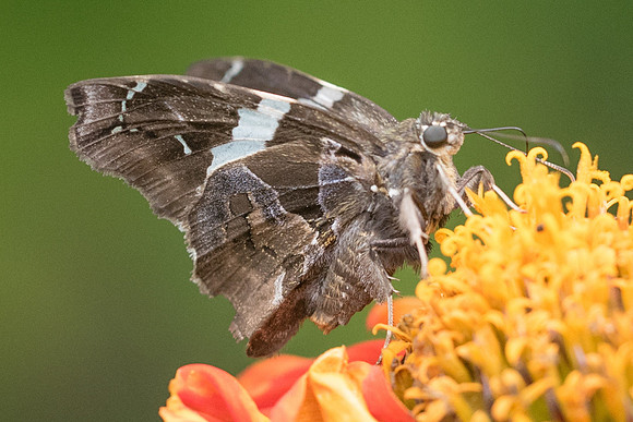 Spathilepia clonius-2780