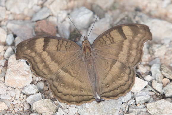 Junonia iphita-0036 - Chiang Dao - 16/11/23