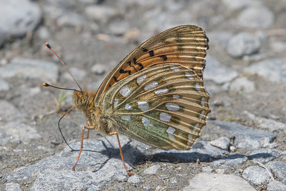 Argynnis aglaja-2103 - Cervieres - 18/07/22