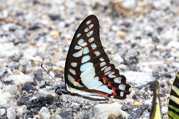 Graphium eurypylus-8258 - Sungai Chiling - 9/03/25