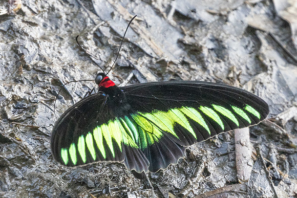 Trogonoptera brookiana-0586