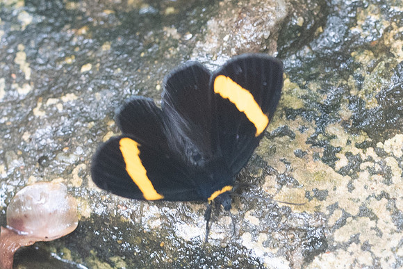 Orthia augias-8791