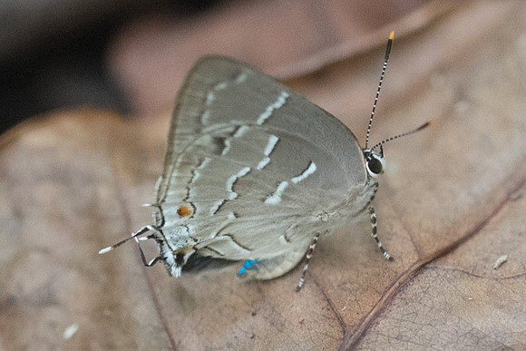 Celmia conoveria-3872