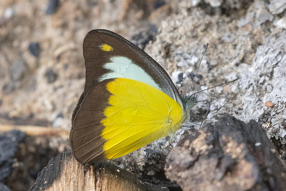 Appias lyncida-8926