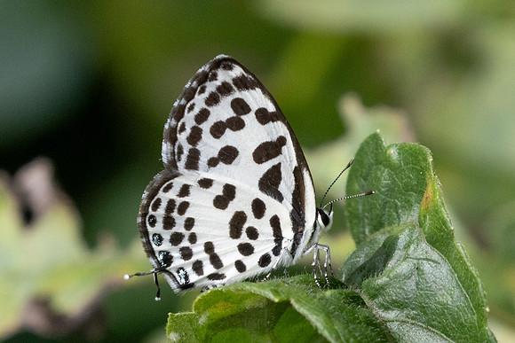 Castalius rosimon-9373