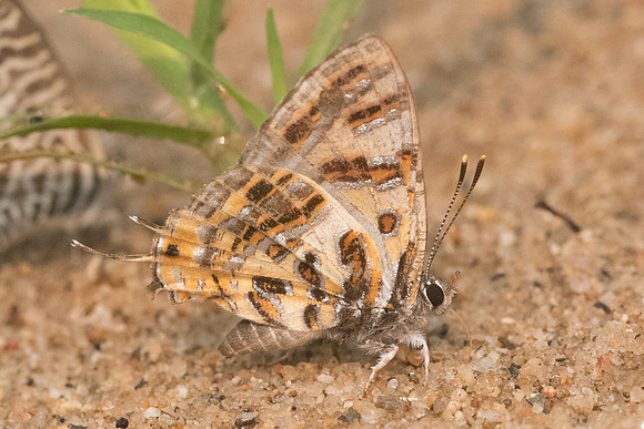 Catapaecilma subochrea-3315- Chiang Dao - 12/03/23