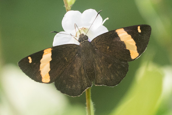 Celaenorrhinus aurivittatus-9368  - Chiang Dao - 14/11/23