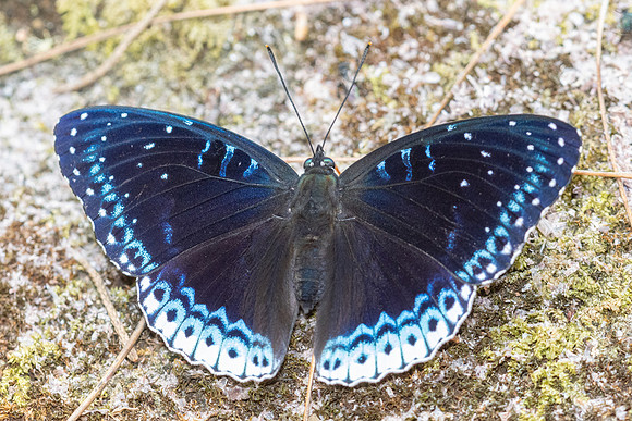 Stibochiona nicea-5889 - Doi Suthep 1577m - 27/03/25