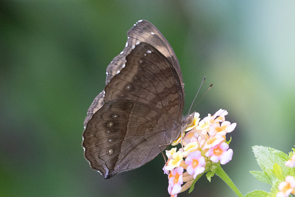 Junonia iphita-0725 - Kuala Woh Recreational Forest - 15/03/25