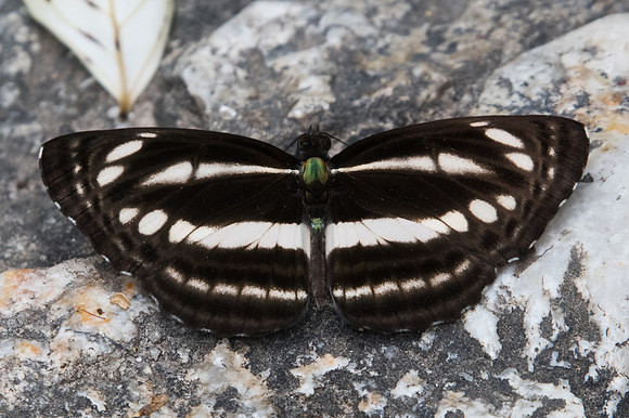 Neptis clinia-1237 - Doi Suthep - 13/11/23