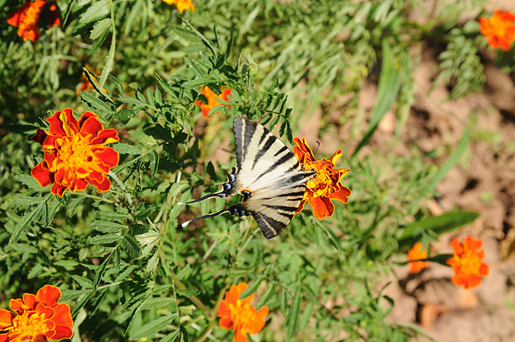 CSC_7511