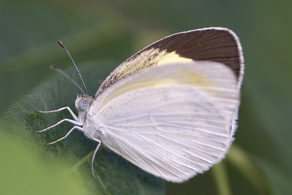 Eurema daira sidona-6334