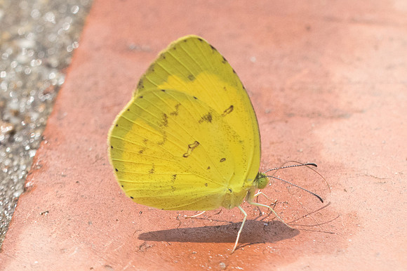 Eurema sp-9621 - Ayutthaya - 23/03/23