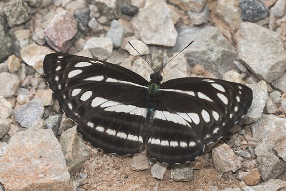 Neptis clinia id--1789  - Chiang Dao - 16/11/23