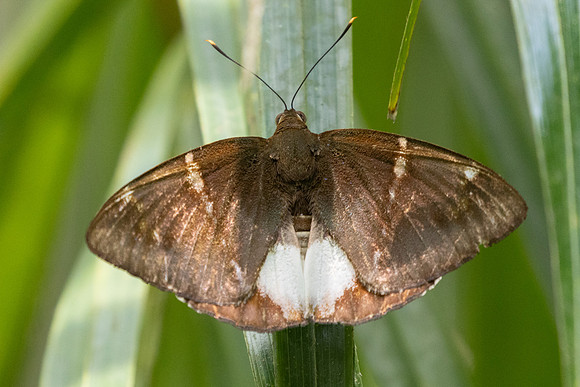 castniomera atymnius nuit-8353