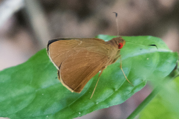 Matapa aria-1663 - Koh Samui - 18/03/23