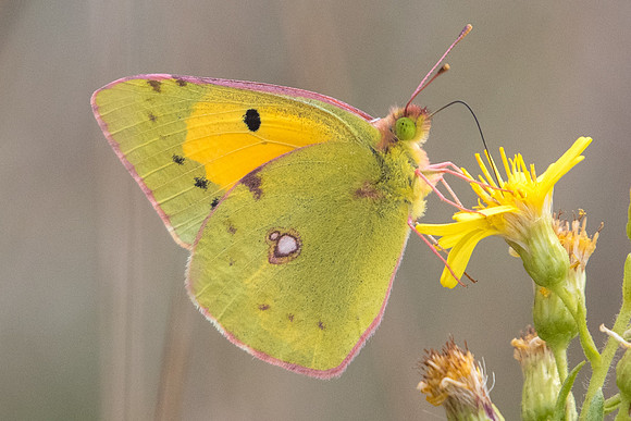 Colias crocea-8569 - Canyon du diable - 1/10/2022