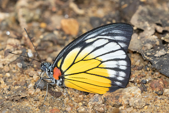 Prioneris philonome-0370