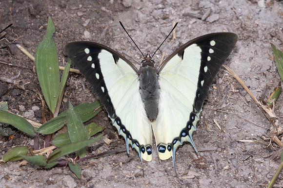 Polyura dolon-3514