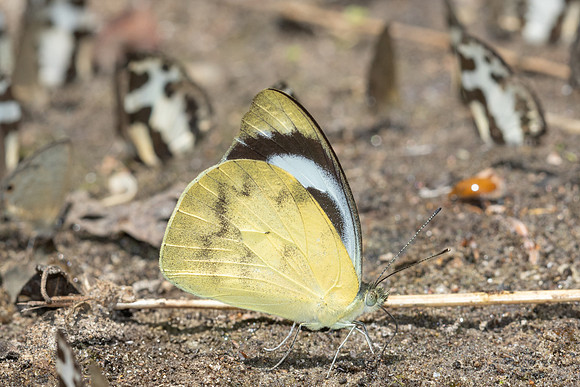 Appias pandione lalagela-5199  - Doi Inthanon - 26/03/25