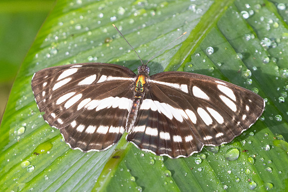 Neptis hylas-0592