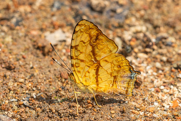 Symbrenthia lilaea-5641
